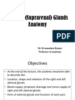 Adrenal Gland