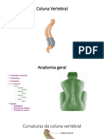 Coluna Vertebral