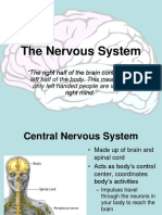 Nervous System