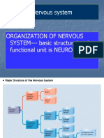 The Nervous System - Nursing