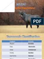 Nilgai