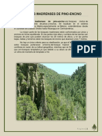 BOSQUES MADRENSES DE PINO Santy