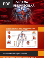 Sistema Cardiovascular