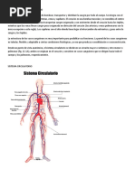 Que Es El Sistema Circulatorio