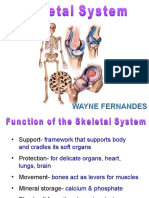 Skeletal Framework