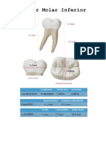 Molar Inferior Imprimir