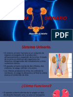 Sistema Urinario