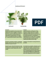 Difference Between Cambomba and Hornwort