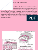 Aula Anatomia e Fisiologia Da Gustação e Olfação