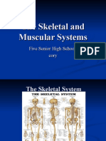 The Skeletal and Muscular Systems