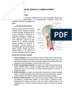 Irrigacion Del Encefalo y La Medula Espinal