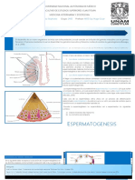 Espermatogenesis