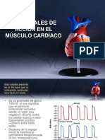 Potenciales de Acción Del Musculo Cardíaco