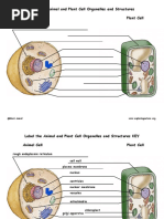 Plant and Animal Worksheet 1