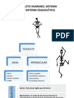 Sistema Óseo PDF