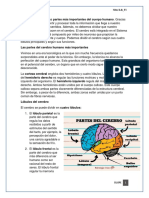 Partes Del Cerebro