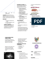 El Citoesqueleto Triptico