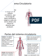 Sistema Circulatorio