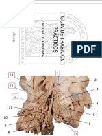 Atlas Musculos Anatomia PDF