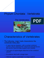 Biol 106 L Kingdom Animalia Chordata Vertebrates