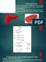 Cetogénesis