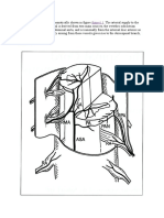 Anatomi Spinal Cord