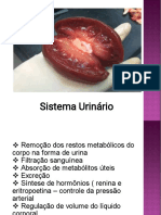 Sistema Urinário