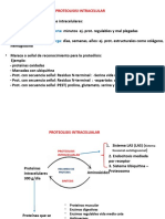 1 Proteolisis-Intracelular