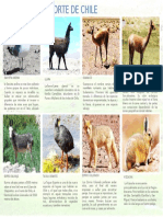 Animales Del Norte 1