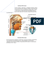 Anatomy of The Larynx