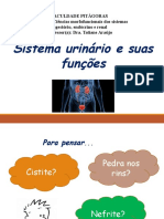 1.1 - Sistema Urinário e Suas Funções