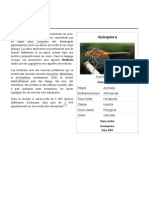 Anisoptera PDF