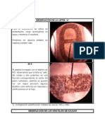 Manejo Del Microscopio