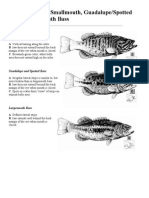 Identification of Smallmouth, Guadalupe/Spotted and Largemouth Bass