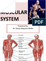 MUSCULAR SYSTEM - ELOI Best