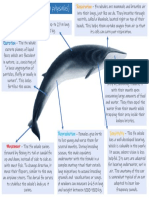 Fin Whale Seven Life Processes