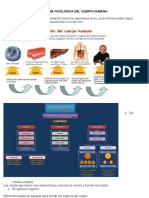 Anatomia Del Cuepo Humano