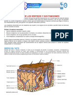 Organos de Los Sentidos y Sus Funciones PDF