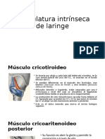 MUSCULOS