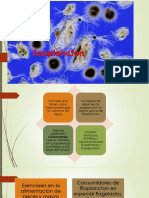 Zooplancton Estudiantes PDF