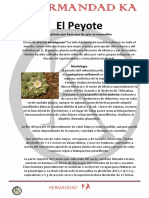 El Peyote y La Ayahuasca