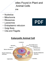 Cell Organelles Found in Plant and Animal Cells