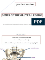 First Practical Session: Dr. Amjad Shatarat, Department of Anatomy, School of Medicine, The Uni. of Jordan