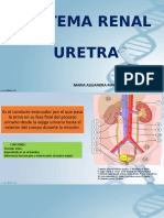 Uretra Anatomia