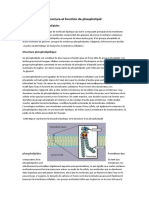 Structure Et Fonction de Phospholipid