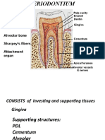 Periodontium