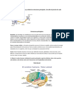 3-Dibuja Una Neurona Típica y Señala Las Estructuras Principales. Describe La Función de Cada Parte