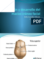 Clase 8 Evolución y Desarrollo Del Macizo Cráneo Facial