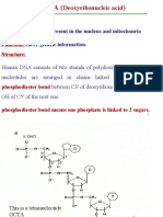 Deoxyribonucleic Acid: Human DNA Is Present in The Nucleus and Mitochonria Carry Genetic Information