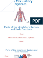 The Circulatory System